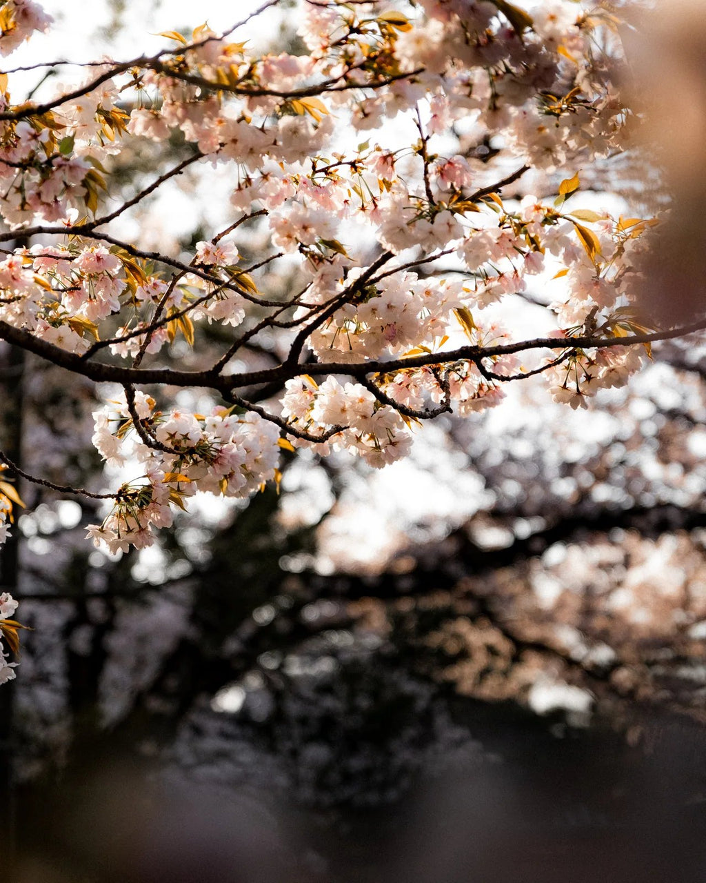 Bloom