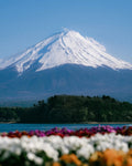 Fuji Flowers