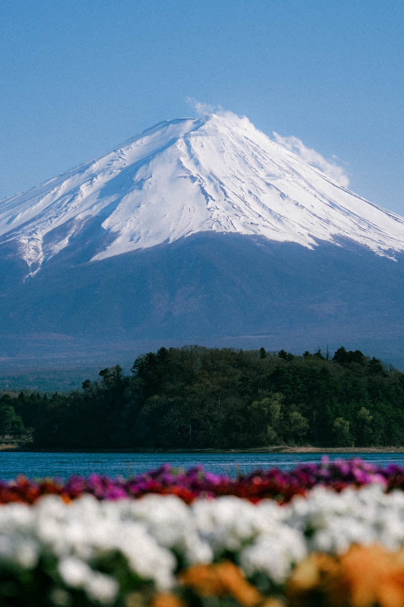 Fuji Flowers