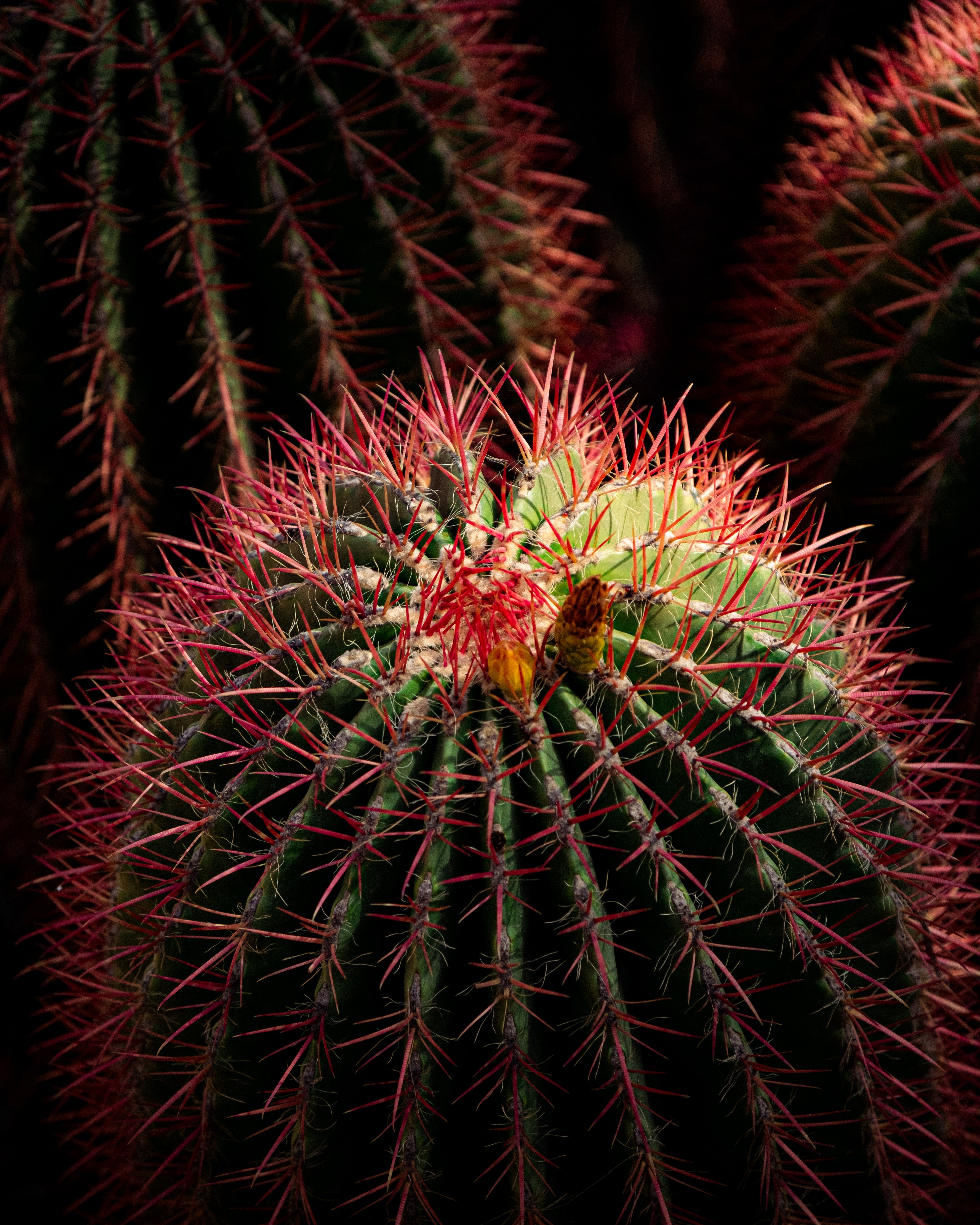 Cactus