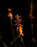 Incandescent Aloe